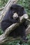 Spectacled bear