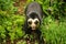 Spectacled bear