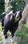 Spectacled Bear