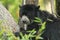 Spectacled bear