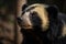 Spectacled bear or Andean bears are a subspecies that lives in South America. Generative AI
