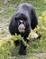 A Spectacled Bear in the Cloud Forest