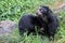 Spectacled bear portrait while looking at you