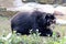 Spectacled bear resting in his enclosure