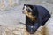 Spectacled bear on rocks