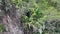 spectacled bear, Tremarctos ornatus, climbing in a gorge