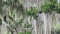 spectacled bear, Tremarctos ornatus, climbing in a tree