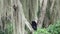 spectacled bear, Tremarctos ornatus, climbing in a tree