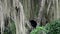 spectacled bear, Tremarctos ornatus, climbing in a tree