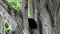 spectacled bear, Tremarctos ornatus, climbing in a tree