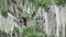 spectacled bear, Tremarctos ornatus, climbing in a tree