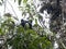 Spectacled bear, Tremarctos ornatus, is fed on a tree in the mountain foggy forest of Maquipucuna, Ecuador