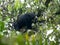 Spectacled bear, Tremarctos ornatus, is fed on a tree in the mountain foggy forest of Maquipucuna, Ecuador