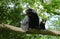Spectacled Bear, tremarctos ornatus, Female with Young sitting on Branch