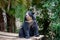 Spectacled bear (Tremarctos ornatus) sitting on wooden dais in selective focus