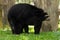 Spectacled bears or Tremarctos Ornatus at the zoo in Zurich in Switzerland