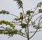 A spectacled bird is seen sitting on a branch of tree
