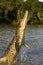 SPECTACLED CAIMAN caiman crocodilus, ADULT LEAPING OUT OF WATER, LOS LIANOS IN VENEZUELA