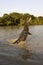 SPECTACLED CAIMAN caiman crocodilus, ADULT LEAPING OUT OF WATER WITH OPEN MOUTH, LOS LIANOS IN VENEZUELA