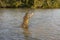 SPECTACLED CAIMAN caiman crocodilus, ADULT LEAPING OUT OF WATER WITH OPEN MOUTH, LOS LIANOS IN VENEZUELA