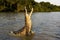 SPECTACLED CAIMAN caiman crocodilus, ADULT LEAPING OUT OF WATER WITH OPEN MOUTH, LOS LIANOS IN VENEZUELA