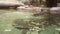 Spectacled caiman Caiman crocodilus, also known as white caiman or common caiman stock footage video