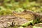 Spectacled Caiman - Caiman crocodilus lying on river bank in Cano Negro, Costa Rica, big reptile in awamp, close-up crocodille