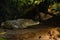 Spectacled Caiman - Caiman crocodilus lying on river bank in Cano Negro, Costa Rica, big reptile in awamp, close-up crocodille por