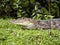 Spectacled Caiman, Caiman crocodilus, warming up in the grass on the shore. Costa Rica