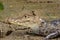 Spectacled Caiman, a Caiman crocodilus that warms up in a muddy shore. Costa Rica