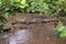 Spectacled Caiman, a Caiman crocodilus that warms up in a muddy shore. Costa Rica