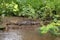 Spectacled Caiman, a Caiman crocodilus that warms up in a muddy shore. Costa Rica