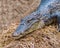 Spectacled Caiman close up of head