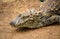 Spectacled caiman or common white caiman Caiman crocodilus close-up on a sandy area.