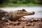 A Spectacled Caiman Crocodile rests on the bank of a lagoon