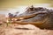 A Spectacled Caiman Crocodile rests on the bank of a lagoon on the Colombian Island of San Andres