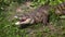 Spectacled caiman in the zoo