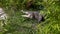 Spectacled caiman in the zoo