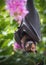 Spectacled Flying Fox Bat with Crepe Myrtle