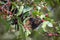 Spectacled Flying Fox Bat Eating Figs