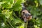 Spectacled Flying Fox Fruit Bat With Passionfruit Vines