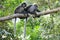 Spectacled langur on branch