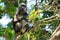 Spectacled langur sitting in a tree, Ang Thong National Marine P