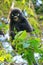 Spectacled langur sitting in a tree, Ang Thong National Marine P