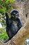 Spectacled langur sitting in a tree, Ang Thong National Marine P