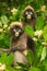 Spectacled langur sitting in a tree, Ang Thong National Marine P