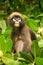 Spectacled langur sitting in a tree, Ang Thong National Marine P