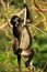 Spectacled langur sitting in a tree, Ang Thong National Marine P