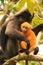 Spectacled langur sitting in a tree with a baby, Ang Thong National Marine Park, Thailand