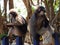 Spectacled langurs (Trachypithecus obscurus) eating banana